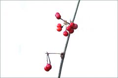 Kleine Beeren im Winter