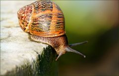 Schnecke Schnecke