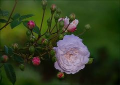 Kleine Rose Kleine Rose