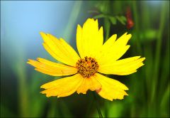 Mädchenauge (Coreopsis)