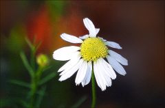 Kamillenblüte Kamillenblüte