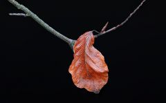 Verwelktes Blatt im Dezember Verwelktes Blatt im Dezember