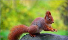 Eichhörnchen