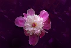 Pfingstrose Pfingstrose