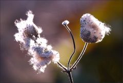 Flogsamen der Herbstanemone Flogsamen der Herbstanemone