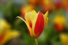 Tulpe im März Tulpe im März