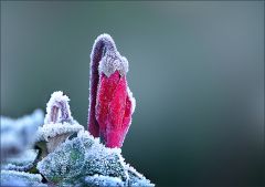 Alpenveilchen mit Raureif