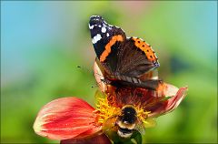 Hummel und Admiralfalter Hummel und Admiralfalter