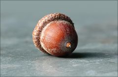 Vom Baum gefallene Eichel