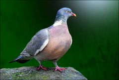 Taube