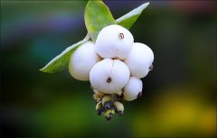 Schneebeeren Schneebeeren