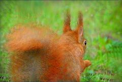 Eichhörnchen Eichhörnchen