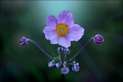 Herbstanemone