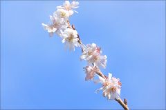 Blütenzweig der Schneekirsche