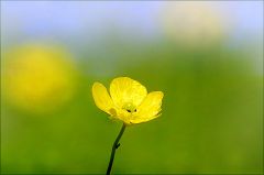 Butterblümchen Butterblümchen