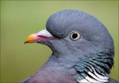 Ringeltaube Ringeltaube