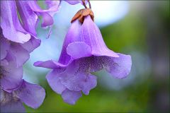 Blüten am Blauglockenbaum