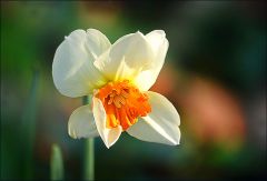 Eine Narzisse zum heutigen Frühlingsanfang