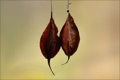 Baumsamenkapseln Baumsamenkapseln