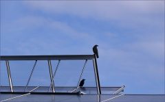 Zwei Raben Zwei Raben