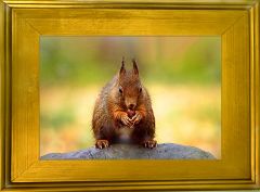 Mein Eichhörnchenfoto eingerahmt