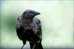 Junger Rabe Junger Rabe