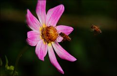 Kleine Dahlie Kleine Dahlie