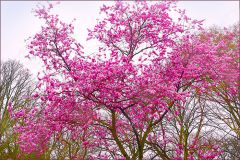 Blühender Baum im März Blühender Baum im März