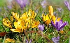 Krokusse Krokusse