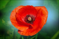 Mohn