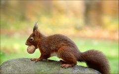 Eichhörnchen Eichhörnchen