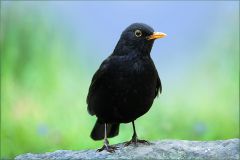Amsel Amsel