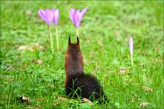 Eichhörnchen betrachtet die Herbstzeitlosen