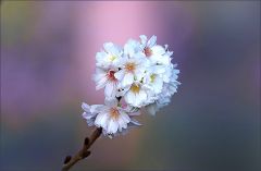 Winterblüten im Dezember Winterblüten im Dezember