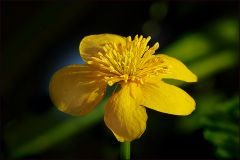 Sumpfdotterblume Sumpfdotterblume