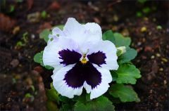 Ein Stiefmütterchen blüht im Januar