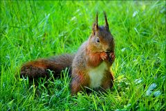 Eichhörnchen Eichhörnchen