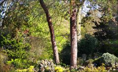 Frühlingsgold Frühlingsgold