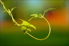 Schlingpflanze Schlingpflanze