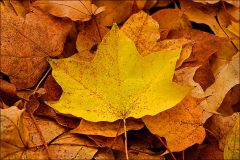 Herbstlaub Herbstlaub