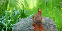Eichhörnchen Eichhörnchen