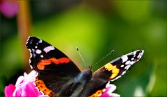 Admiralfalter Admiralfalter