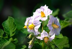Kartoffelblüten