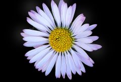 Gänseblümchen Gänseblümchen