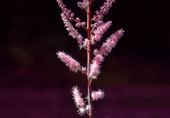 Astilbe,