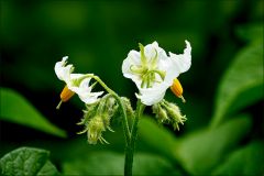 Kartoffelblüten Kartoffelblüten