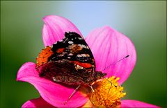 Admiralfalter auf einer Dahlie