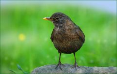 Amsel Amsel