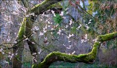 Die Baumblüten der Schneekirsche