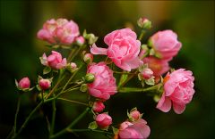 Rosen im Oktober Rosen im Oktober